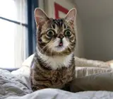 Lil BUB profile photo