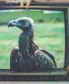 Vivi Vulture — hip-hop artist profile photo